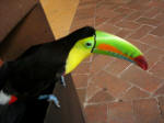 Right up there with the Macaroni penguin in mad design